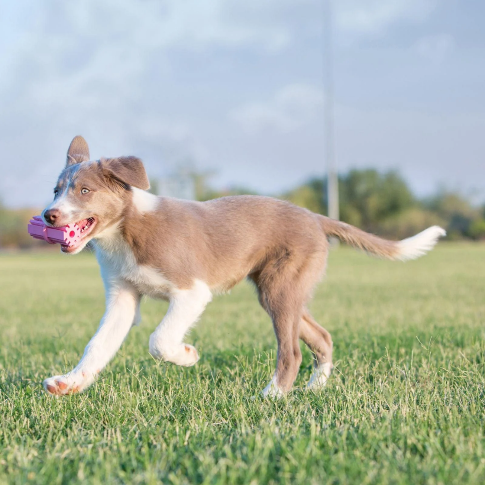 KONG Puppy Teething Stick - Large