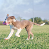 KONG Puppy Teething Stick - Large