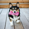KONG Squeezz Crackle Bone - Medium (Color Varies)