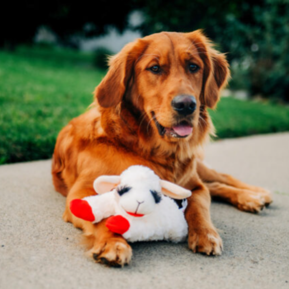 Multipet Lamb Chop Plush Dog Toy