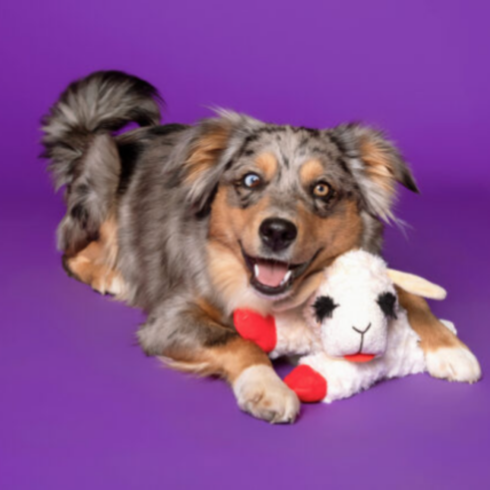 Multipet Lamb Chop Plush Dog Toy