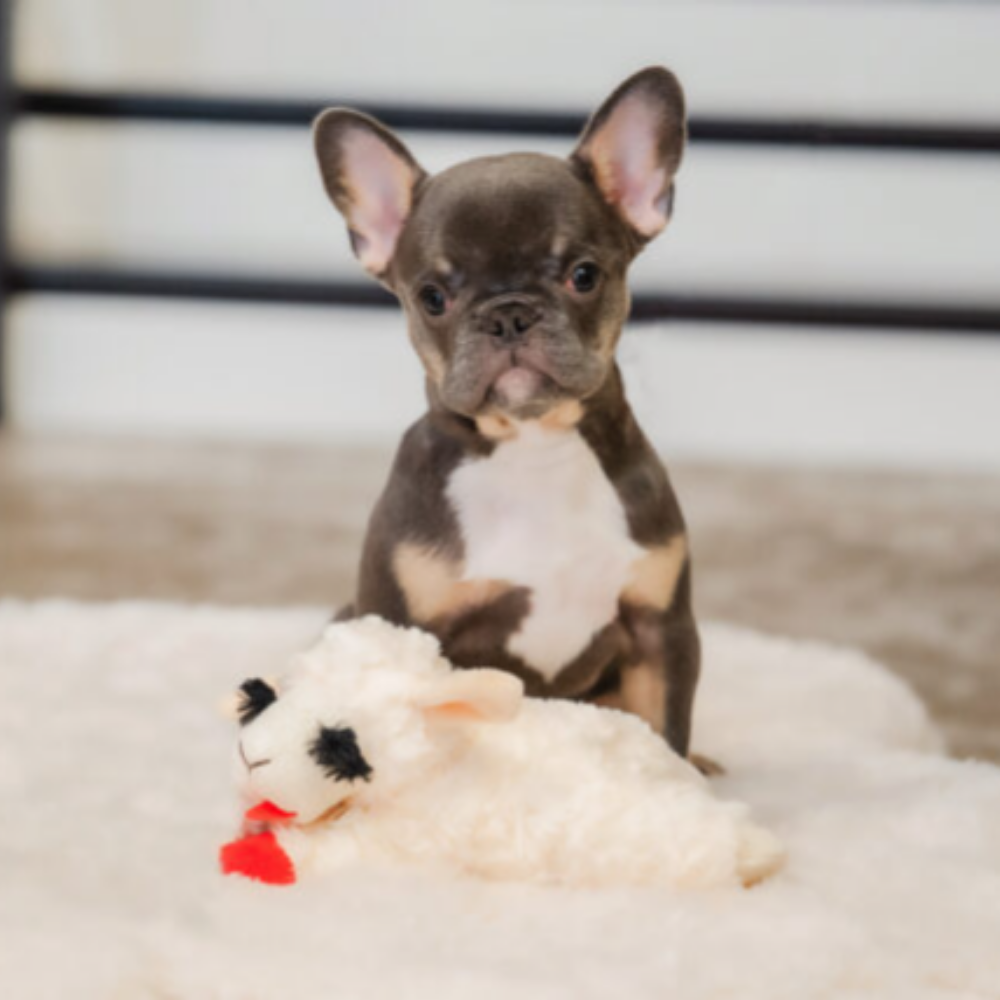 Multipet Lamb Chop Plush Dog Toy