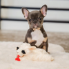 Multipet Lamb Chop Plush Dog Toy