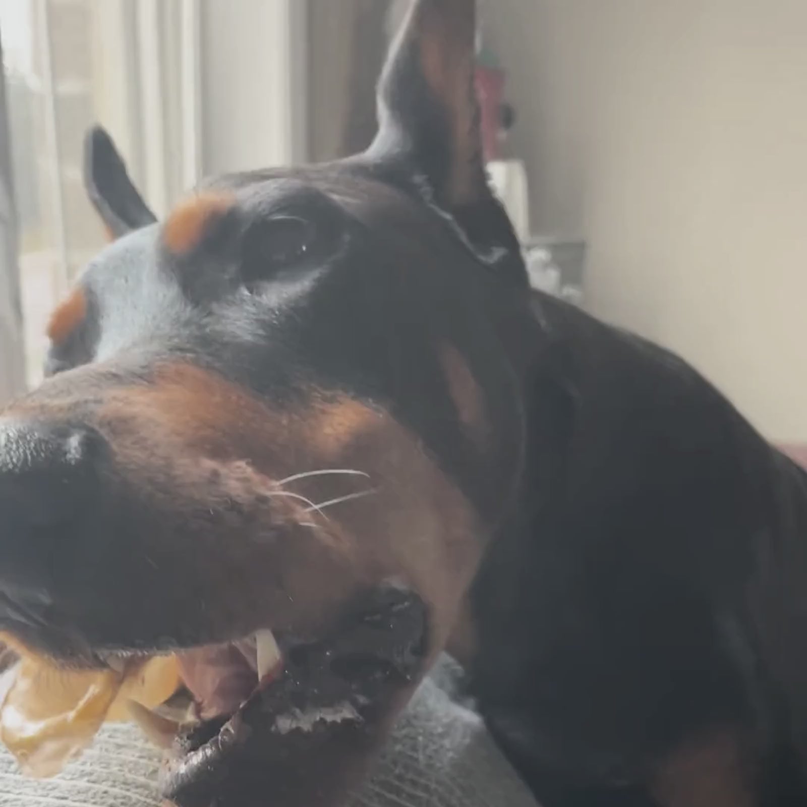 Purely Paws Cow Ears