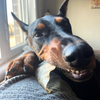 Purely Paws Dehydrated Cow Ears