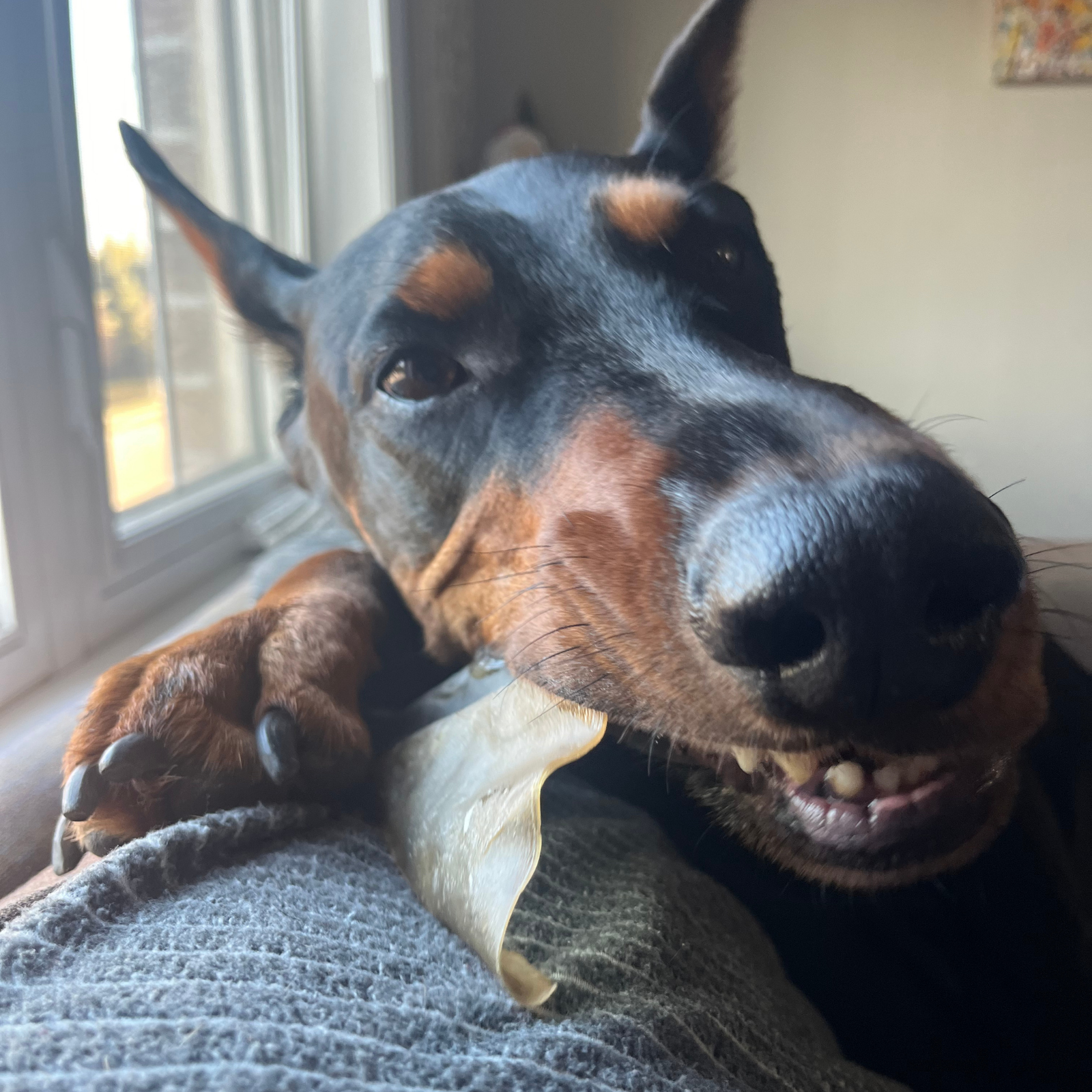 Purely Paws Cow Ears