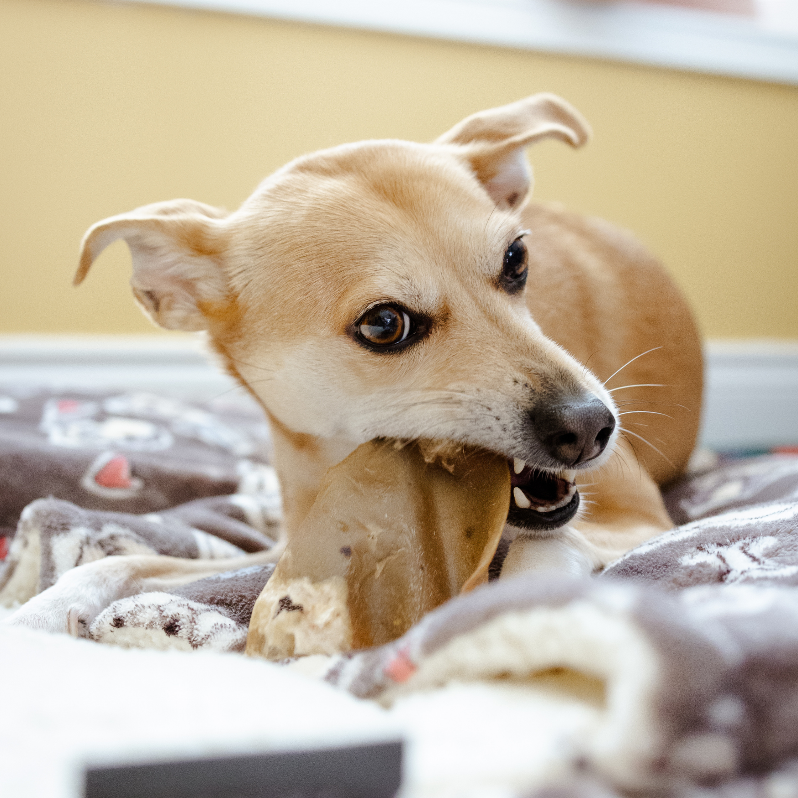 Purely Paws Cow Ears
