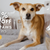 Brindle Pet Supplies
