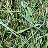 Round Lake Farm Timothy Hay