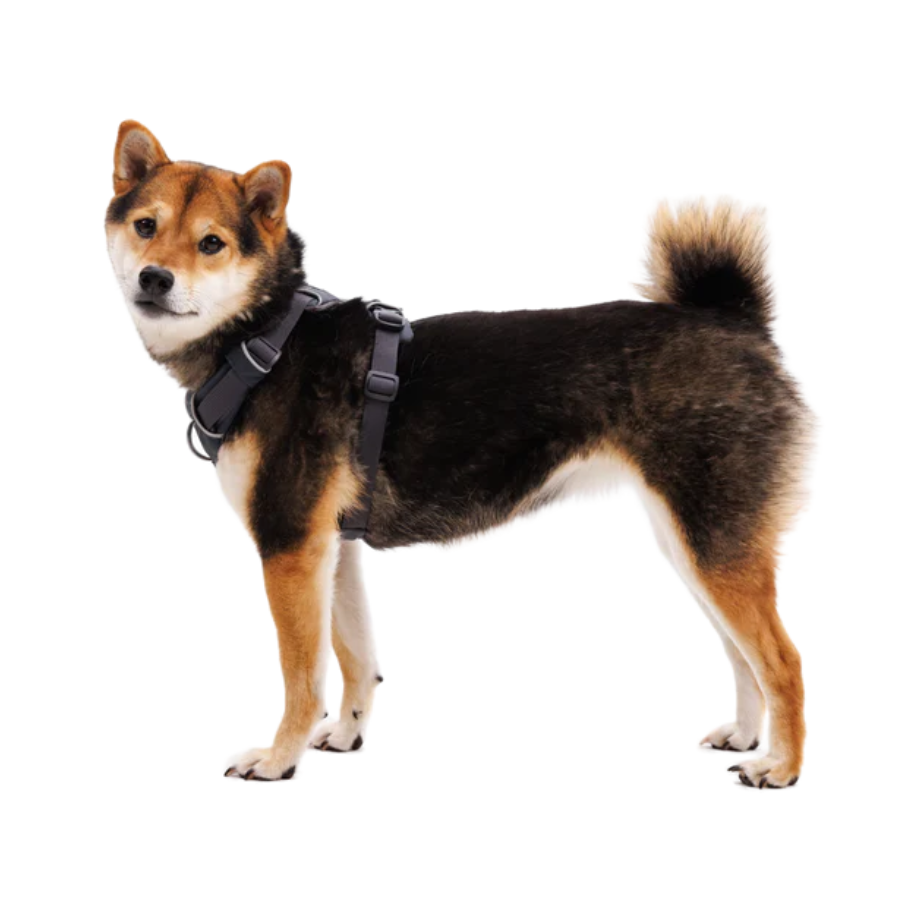 Ruffwear Front Range Dog Harness