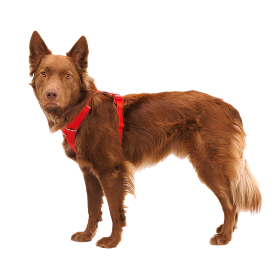 Ruffwear Front Range Dog Harness
