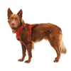 Ruffwear Front Range Dog Harness