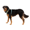 Ruffwear Front Range Dog Harness