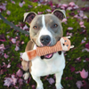 Spot Ethical Pet Skinneeez Stretcheez Assorted - 13" (1 Count)