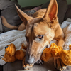 Smart Pet Love Tender Tuffs Brown Dog Toy