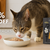 Brindle Pet Supplies
