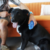 KONG Zoom Groom Blue